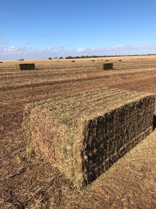 140mt Vetch Hay 630kg 8x4x3 Bales ex farm Farm Tender